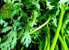 坐月子能吃茼蒿吗