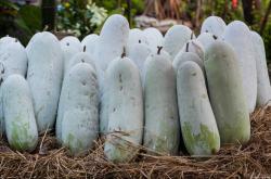 坐月子能不能吃冬瓜