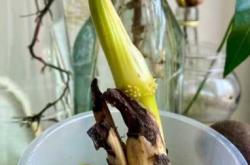 坐月子能吃莲藕吗