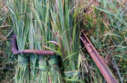 坐月子多久可以洗澡