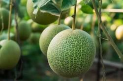 月子期间能否吃哈密瓜