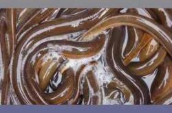 坐月子能吃黄鳝吗