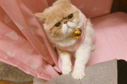 加菲猫产后身体恢复情况怎样