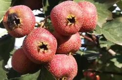 备孕梦见酸枣是胎梦吗