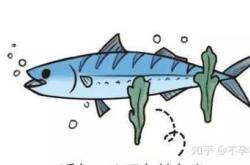 备孕梦到两只昆虫打架啥寓意