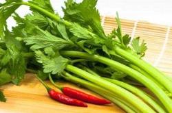 备孕女人能吃芹菜吗