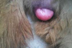 母狗产后60天有血是怎么回事