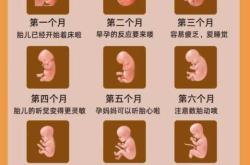 哪里能找到胎教宝宝图