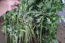 产后益母有何功效