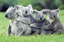 考拉图案纸尿裤有啥优势