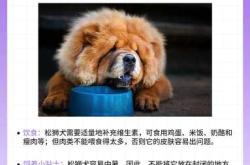 松狮犬能长多大要穿拉拉裤吗