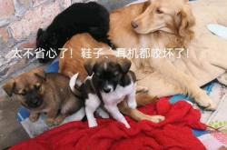 备孕梦见大黑狗咬腿预示什么