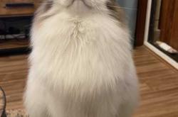 怀孕后家里可以养猫吗