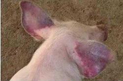 新生儿哭脸发红发紫咋回事