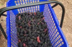 坐月子能吃桑葚吗