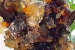 坐月子可以吃桃胶吗