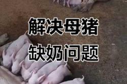 母猪产后没奶怎么办