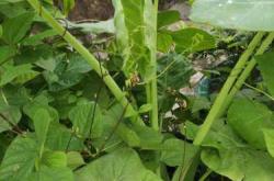 月子芋有什么特别的功效吗