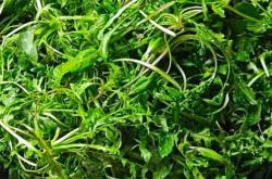 月子能吃荠菜饺子吗