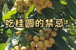 坐月子能不能吃桂圆干