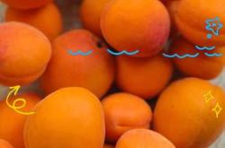 坐月子可以吃杏吗