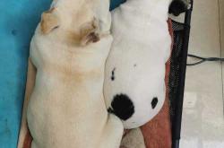 法斗需要剖腹产吗