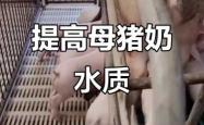 母猪产后没奶是什么原因
