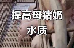 母猪产后没奶是什么原因