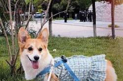 备孕可以养狗狗吗女性