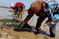 稻米生产后会面临哪些问题