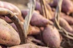 剖腹产吃红薯会导致胀气吗