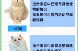 猫一公一母如何备孕