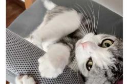 备孕前多久不能养宠物