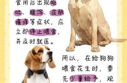 月子可以吃花生吗