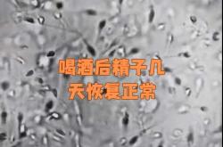 男性备孕前能喝啥酒