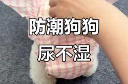 狗狗穿纸尿裤怎么拉屎