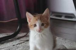 猫产后不便怎么办