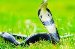 备孕梦见水中蛇咬出血有什么寓意