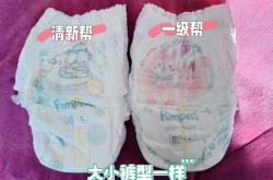 山茶花拉拉裤和小企鹅啥关系