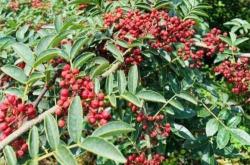 月子期间能吃花椒吗