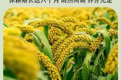 坐月子吃小米好不好