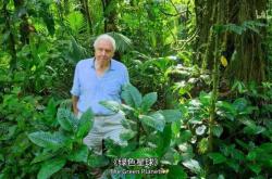 bbc绿色纸尿裤怎么样