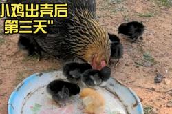 备孕梦见小鸡出壳啥意思