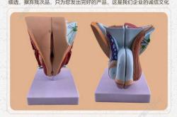 婴儿生殖器官如何正确关注