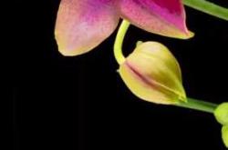 胎教音乐使用方法如何