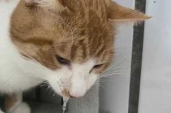 母猫产后不吃食咋办