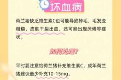 豚鼠产后需注意什么