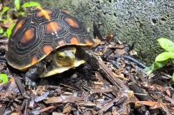 备孕梦到小鳄鱼吸我腿怎么回事