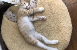 备孕梦见被猫咬脚什么意思