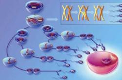 泰国试管婴儿一次多少钱